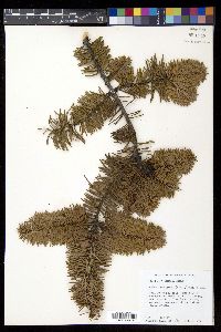 Abies religiosa image