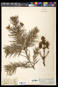 Abies spectabilis image