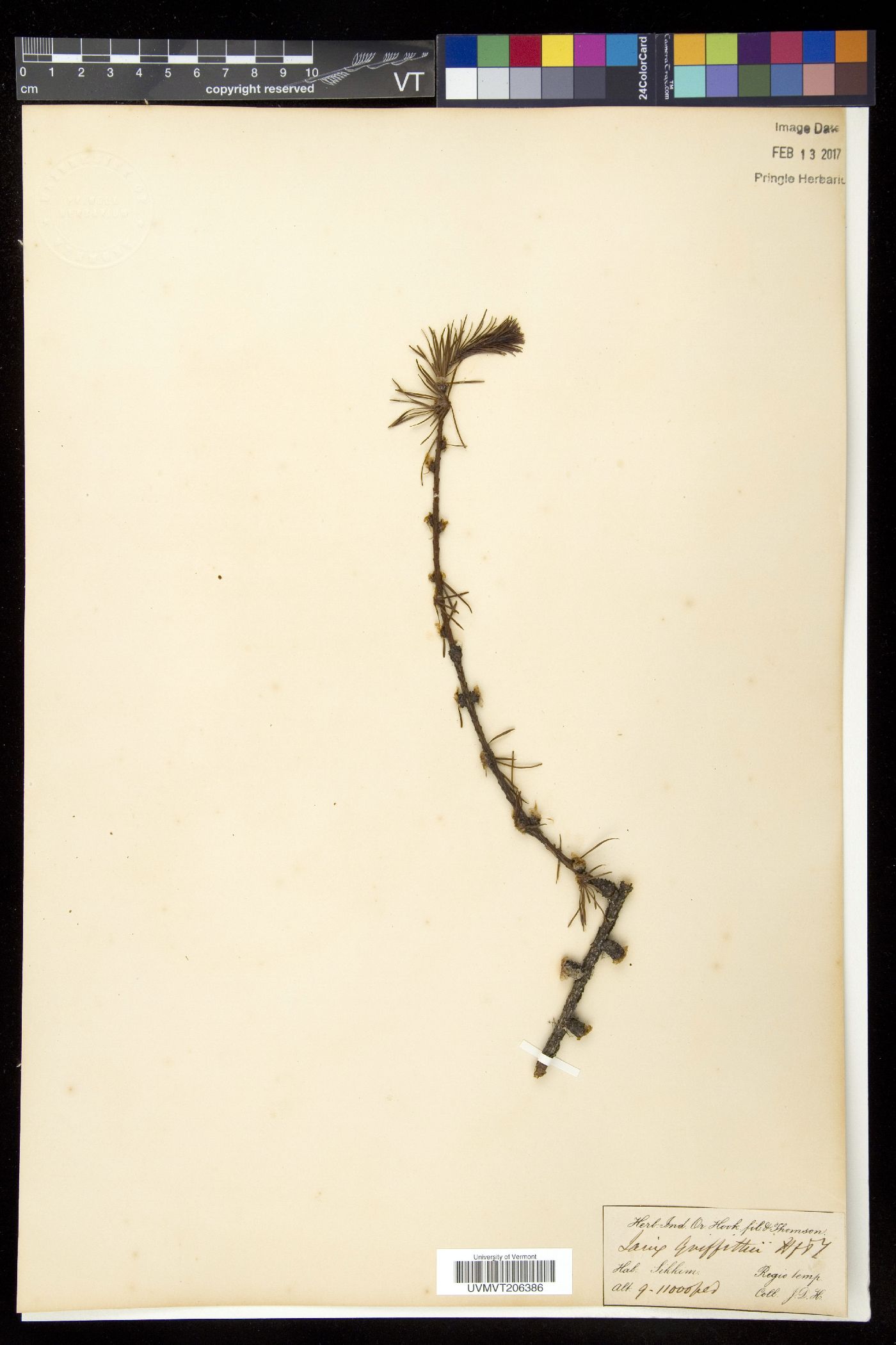 Larix griffithii image