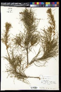 Pinus ayacahuite image