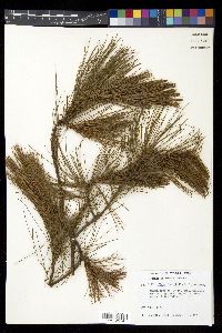 Pinus leiophylla image