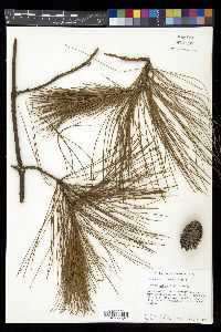 Pinus patula image