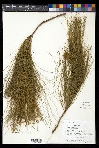Pinus tenuifolia image