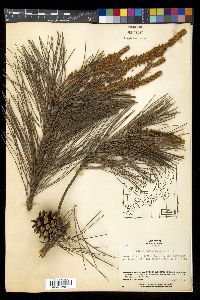Pinus densiflora image