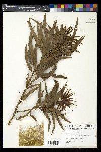 Podocarpus coriaceus image