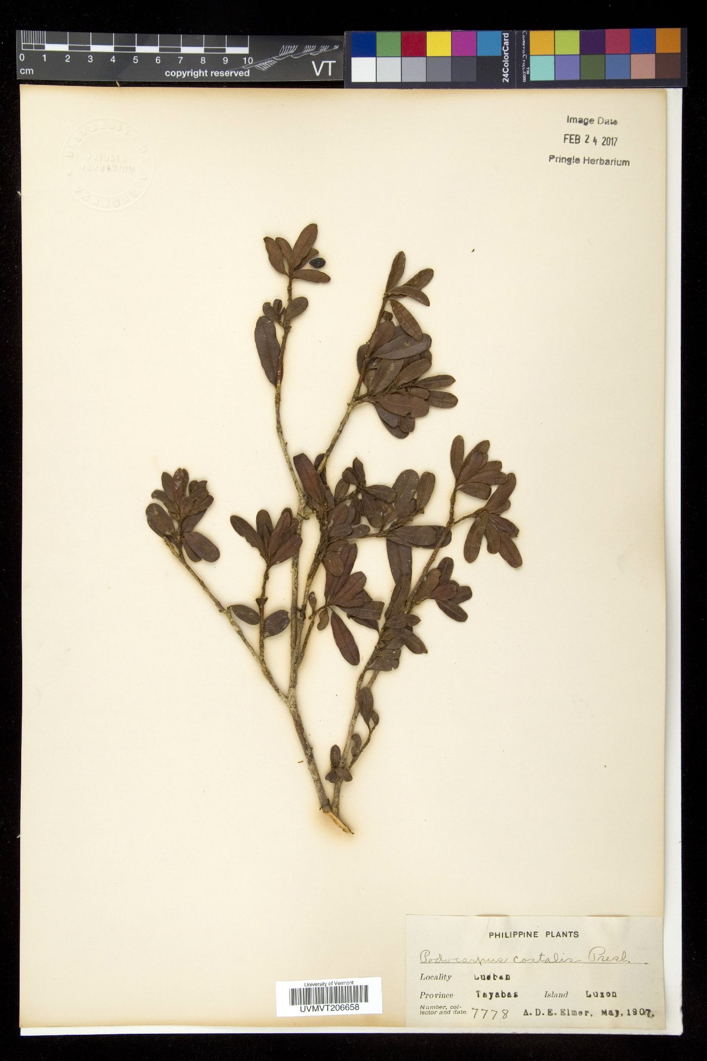 Podocarpus costalis image
