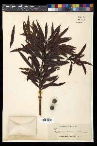 Sundacarpus amarus image