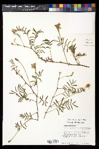 Mimosa strigillosa image