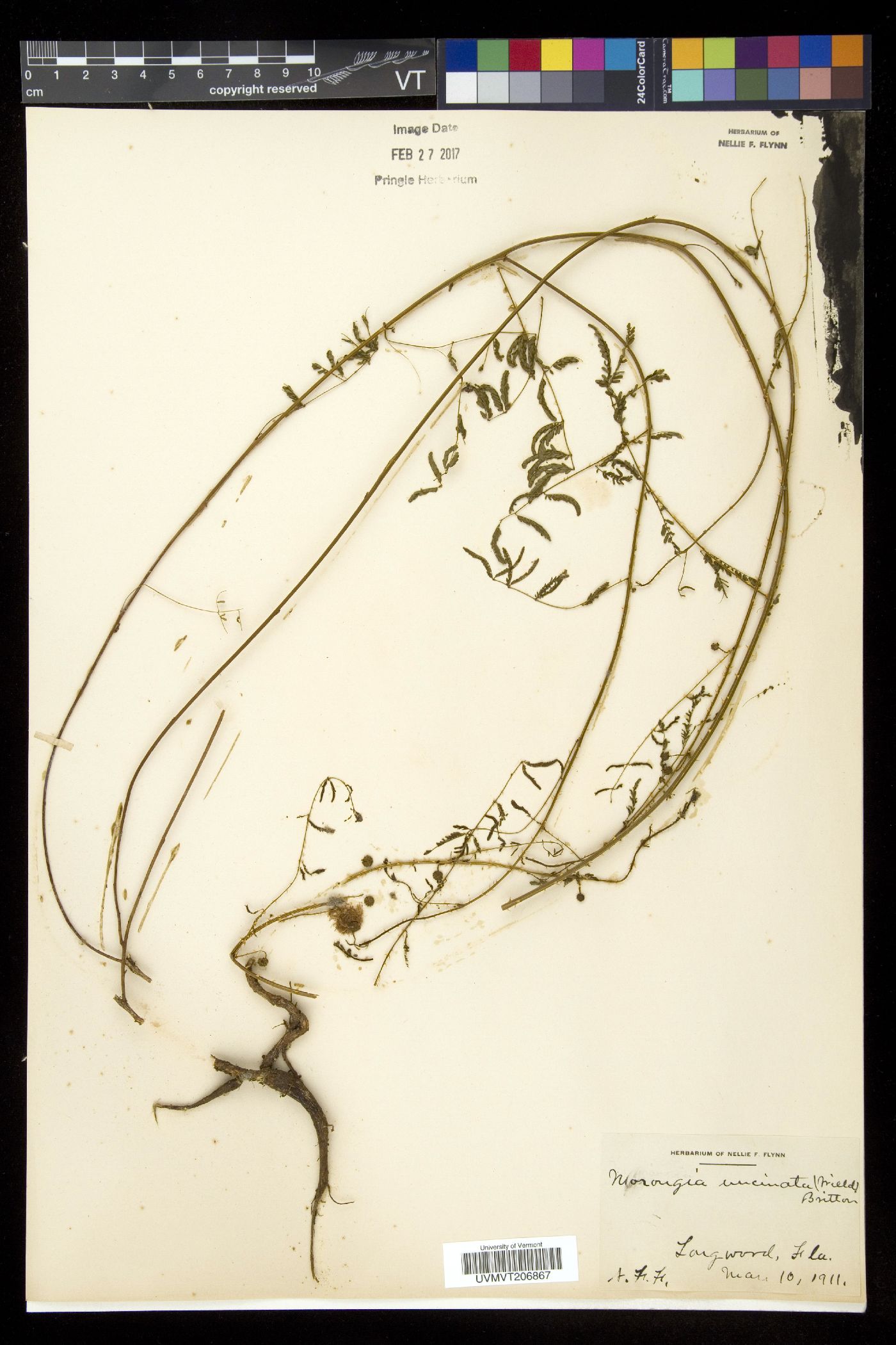 Morongia image