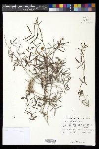 Neptunia pubescens image
