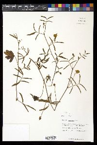 Neptunia pubescens image