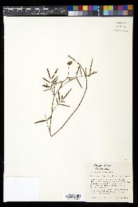 Neptunia pubescens image