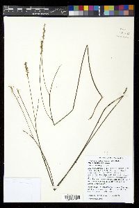 Orbexilum pedunculatum var. pedunculatum image