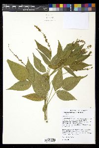 Orbexilum onobrychis image