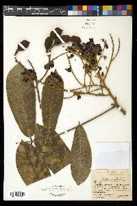 Media resource of Ormosia santaremnensis