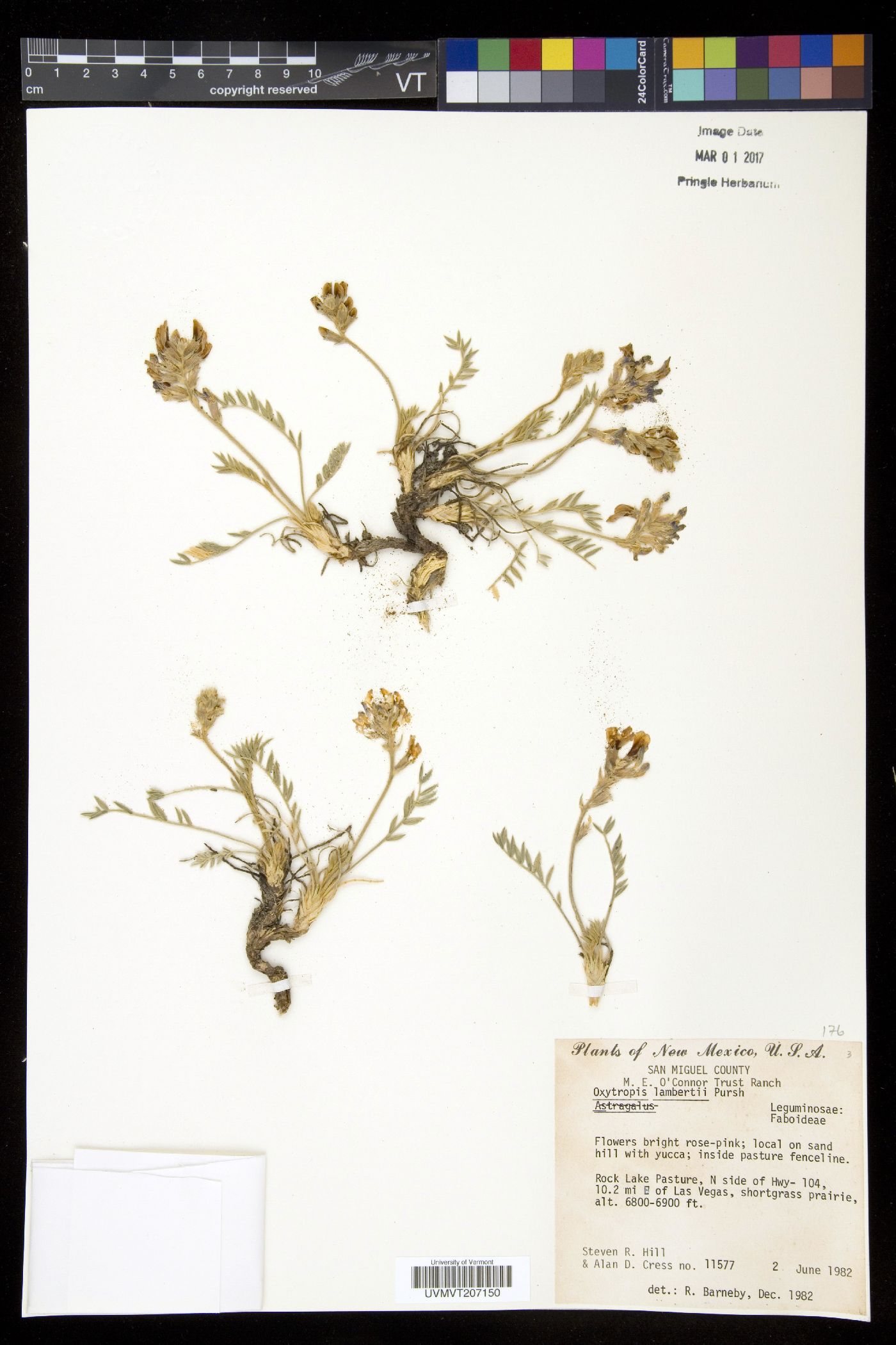 Oxytropis lamberti image