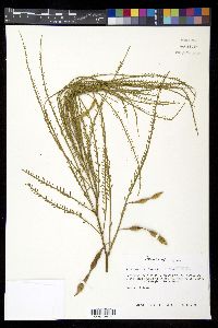 Parkinsonia aculeata image