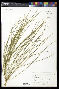 Parkinsonia aculeata image