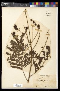 Peltophorum pterocarpum image