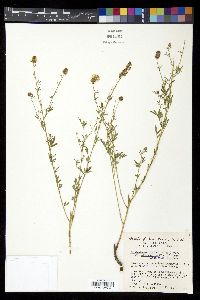 Dalea candida var. oligophylla image