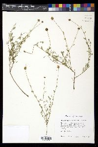 Dalea multiflora image