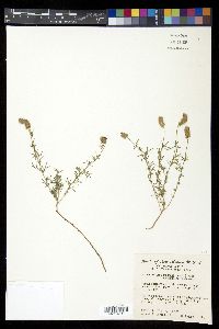 Petalostemon purpureum image