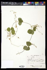 Phaseolus polystachios image