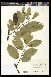 Piscidia piscipula image