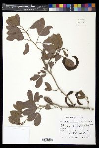 Pithecellobium keyense image