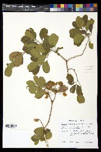 Pithecellobium keyense image