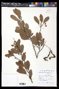 Pithecellobium keyense image