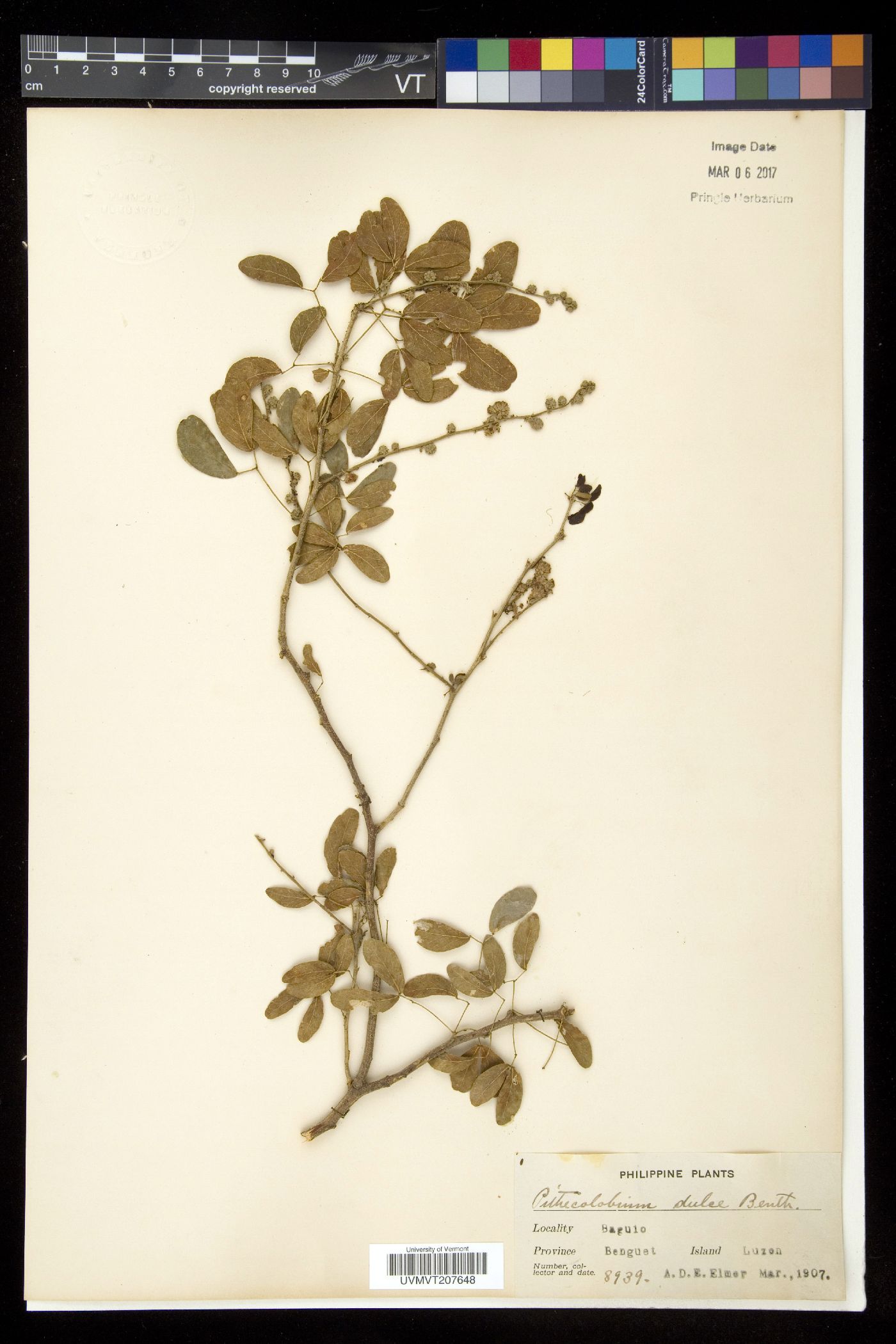 Pithecolobium dulce image