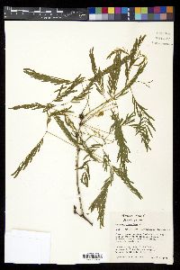 Prosopis glandulosa image