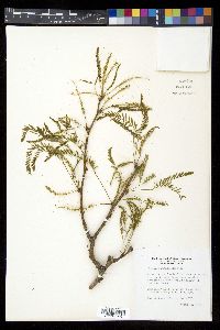 Prosopis glandulosa image