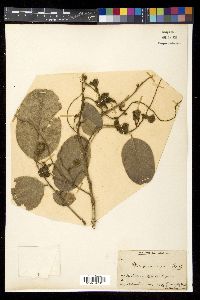 Media resource of Pterocarpus marsupium