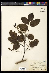 Pterocarpus indicus image