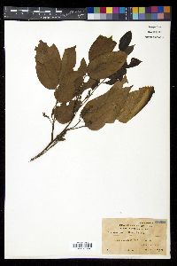 Pterocarpus indicus image