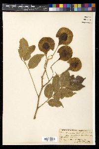 Pterocarpus dalbergioides image