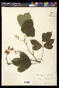 Pueraria montana image