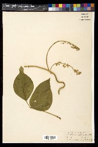 Pueraria peduncularis image