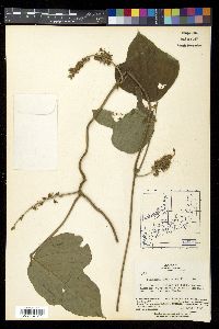 Pueraria montana image