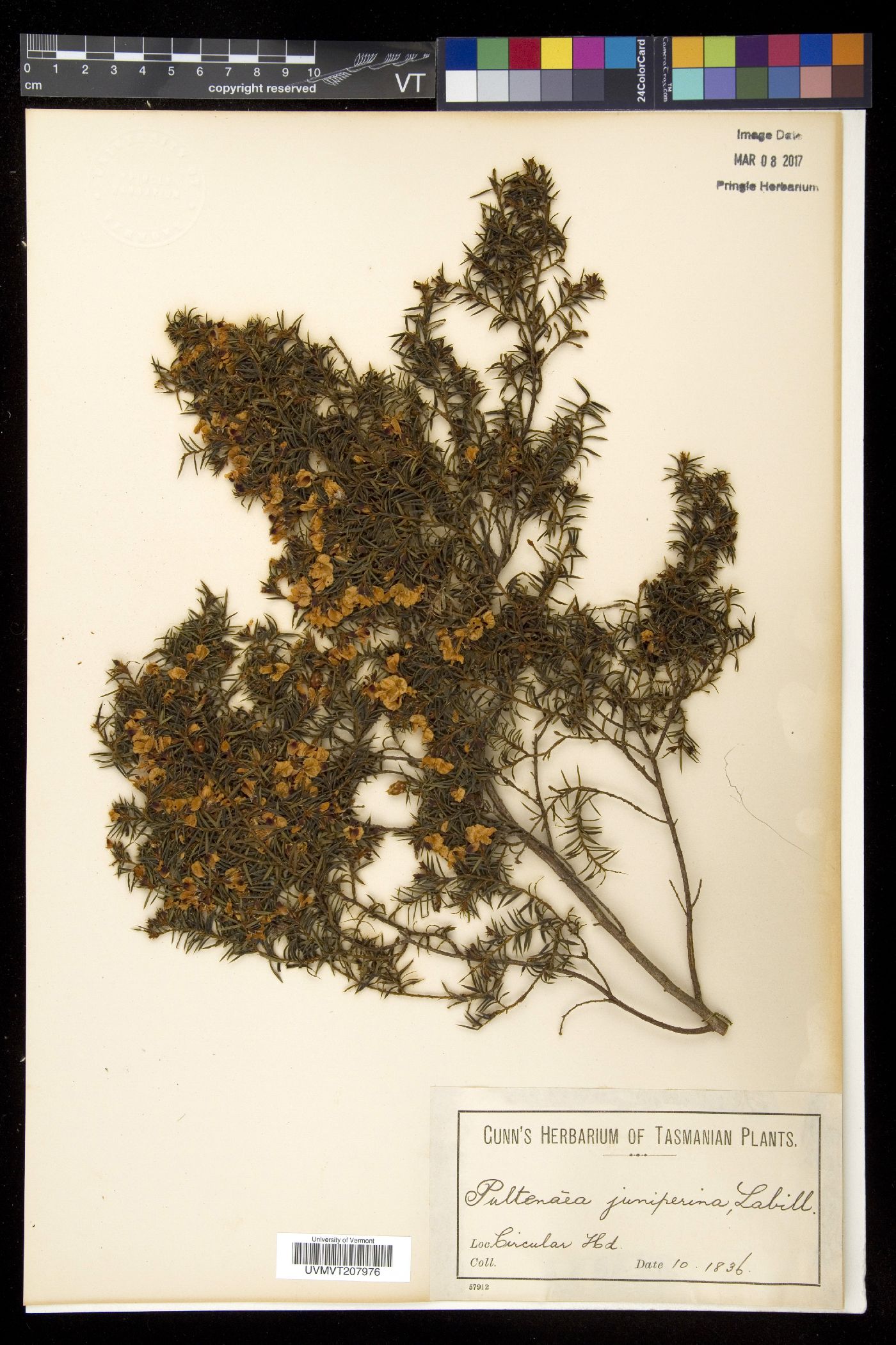 Pultenaea image