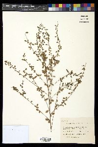 Rhynchosia cytisoides image