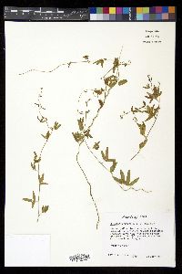 Rhynchosia senna var. texana image