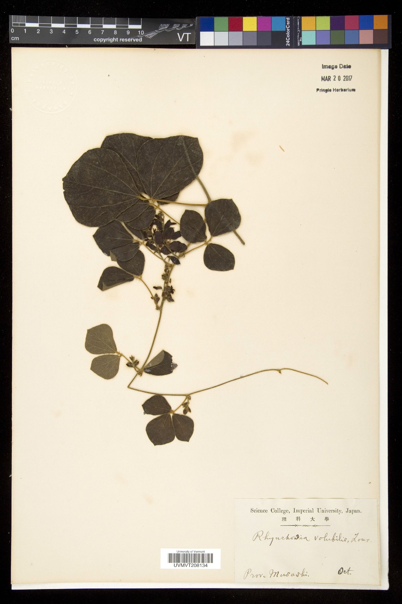 Rhynchosia volubilis image