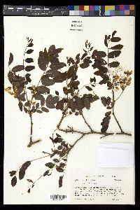 Robinia boyntonii image