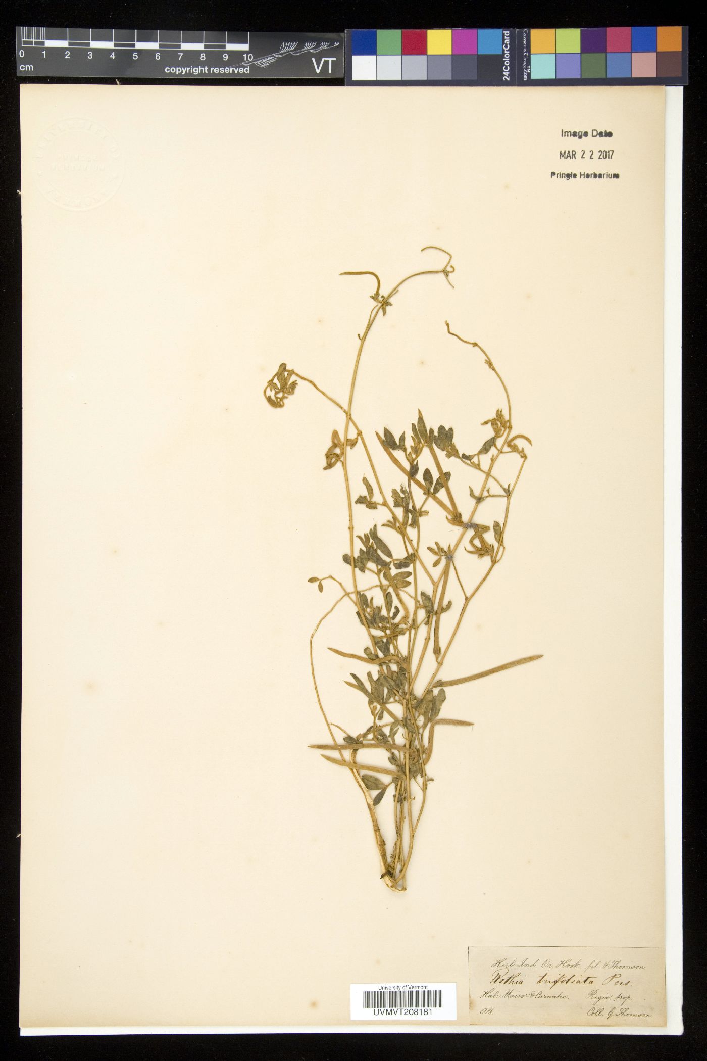 Rothia indica subsp. indica image