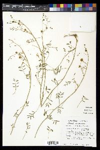 Mimosa latidens image