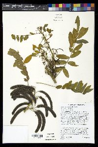 Senna marilandica image