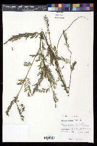 Sesbania emerus image